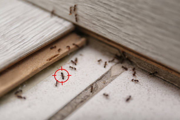 Best Pest Removal Services  in Shattuck, OK
