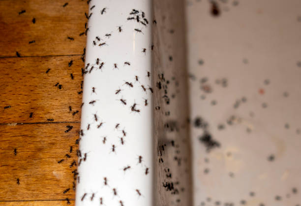 Best Pest Inspection Near Me  in Shattuck, OK