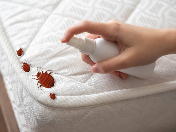 Best Pest Control Treatment  in Shattuck, OK