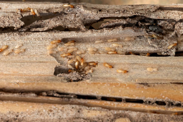 Insect Control in Shattuck, OK